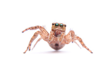 jumping spider isolated on white background.