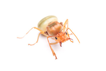 Queen Red Ant. Queen isolated on white background.