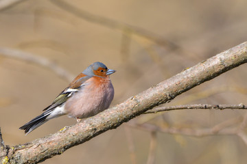 male Chaffinch (Fringilla coelebs) looking in the camera from a branch in an ecological natural garden with green background