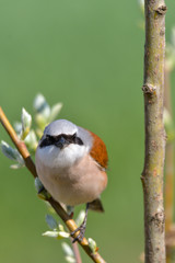 Male of Red-backed shrike. Lanius collurio
