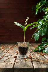 May lily of the valley on the forest terrace © Artur