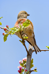 A Linnet, or common Linnet, (Linaria cannabina), male, perched on a branch