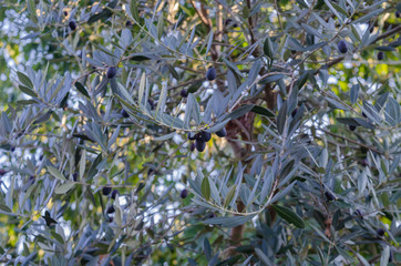 Olive tree