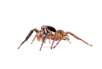jumping spider isolated on white background.