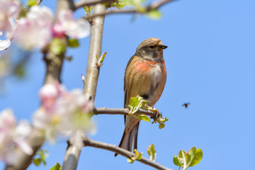 A Linnet, or common Linnet, (Linaria cannabina), male, perched on a branch