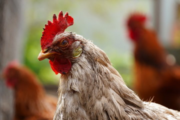 Chicken standing on a rural garden in the countryside. Close up of a chicken standing on a backyard shed with chicken coop. Free range birds