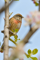 A Linnet, or common Linnet, (Linaria cannabina), male, perched on a branch