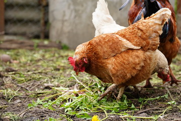 Chicken walking in paddock. Chicken looking for grains while walking in paddock on farm