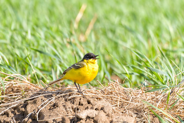 Bird - Yellow Wagtail (Motacilla flava) male, spring time