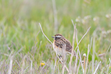 Whinchat in natural habitat (saxicola rubetra)