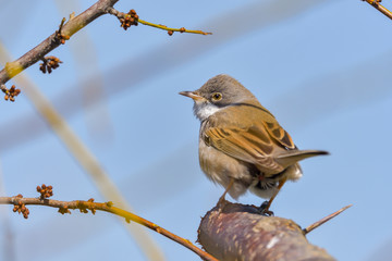 Whitethroat (Sylvia communis) in the wild nature