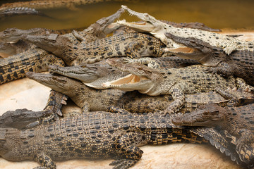 Wildlife Life. A group of alligators or crocodiles lie in a heap. Crocodile farm.