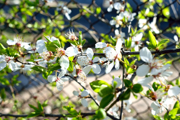 plum blossom in the garden, close-up