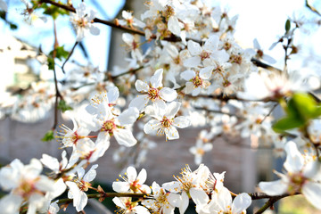 plum blossom in the garden, close-up
