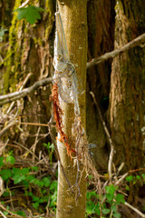 Torn net hanging on a tree after a flood