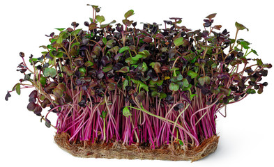 Micro green sprouts of radish isolated on white