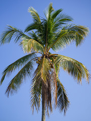 Close-up of the coconut tree with blue sky as a beautiful background.