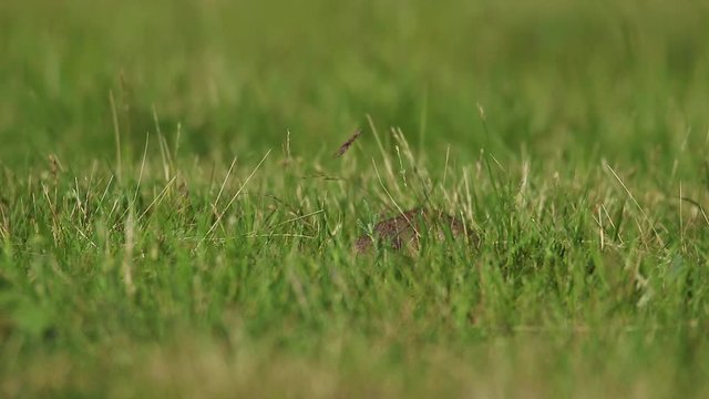 Suslik foraging