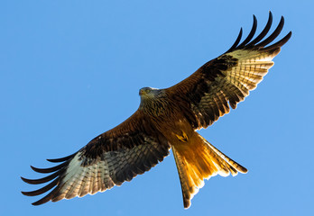 Rotmilan (milvus milvus) in der Luft Portrait aufgenommen in Deutschland Mecklenburg Vorpommern	
