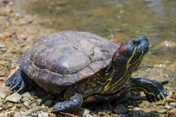 The red-eared slider (Trachemys scripta elegans) bask in the sun. It is the most popular pet turtle of the world, which is included in the list of the world's 100 most invasive species.