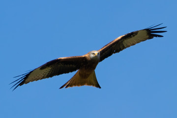 Rotmilan (milvus milvus) in der Luft Portrait aufgenommen in Deutschland Mecklenburg Vorpommern	