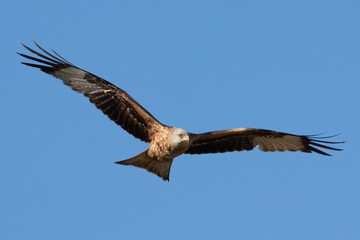 Rotmilan (milvus milvus) in der Luft Portrait aufgenommen in Deutschland Mecklenburg Vorpommern	