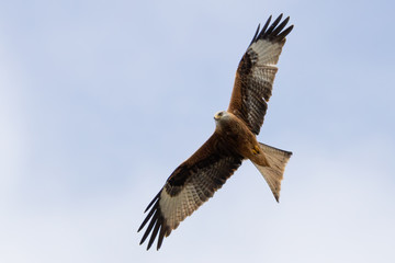 Rotmilan (milvus milvus) in der Luft Portrait aufgenommen in Deutschland Mecklenburg Vorpommern	