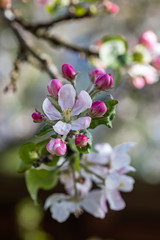 Obraz na płótnie Canvas Apple tree (Malus domestica) blossoms