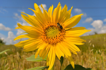 Sunflower natural background, Sunflower blooming, Sunflower oil improves skin health and promote...