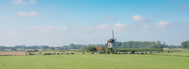 cows near old windmill in dutch countryside near Lienden in the netherlands