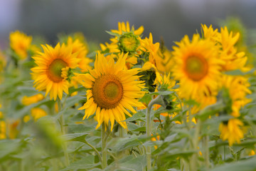 Fototapeta premium Sunflower natural background, Sunflower blooming, Sunflower oil improves skin health and promote cell regeneration
