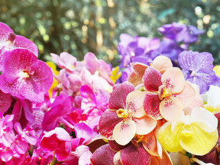 Close up colorful Vanda orchid flower bouquet