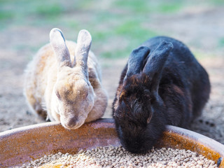  brown and black Minirex rabbits eating food