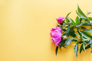 Top view of beautiful fresh pink peonies on yellow background with copy space