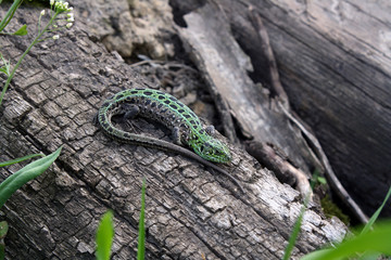 A gray-green lizard basks on an old log.