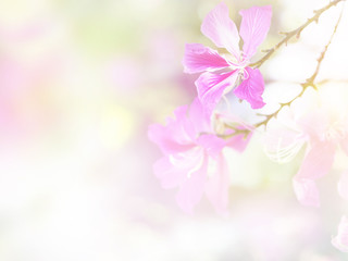 Fototapeta na wymiar Purple bauhinia orchid flower soft style background.