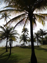 Fototapeta premium palm trees on the beach