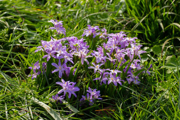 Fototapeta premium Flowers of a Lucile's Glory-of-the-snow, Chionodoxa luciliae or Gewöhnliche Sternhyazinthe