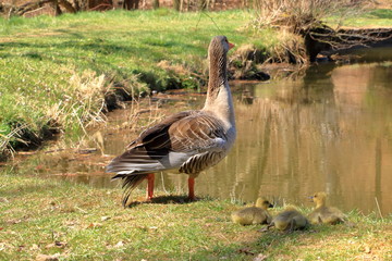 Canada goose family with young goslings on land