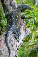 Salvadori's monitor (Varanus salvadorii) is one of the longest lizards in the world
It is an arboreal lizard with a dark green body marked with bands of yellowish spots.
