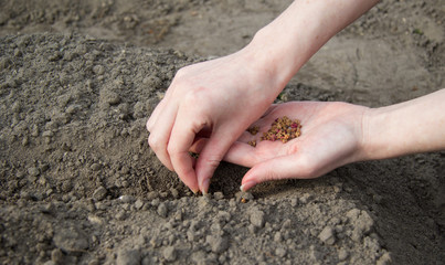 On the palm of the woman's hand are the seeds of beetroot. They're put in the ground.