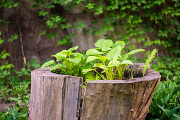 Flowers growing in a tree trunk