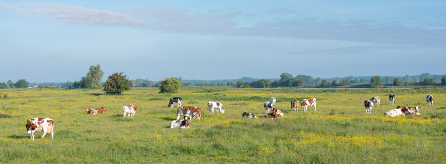 Fototapeta na wymiar spotted cows in beautiful moring light in floodplanes of river Rhine opposite Amerongen in the netherlands
