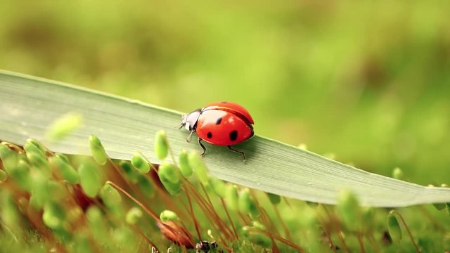 Close-up wildlife of a ladybug in the green grass in the forest