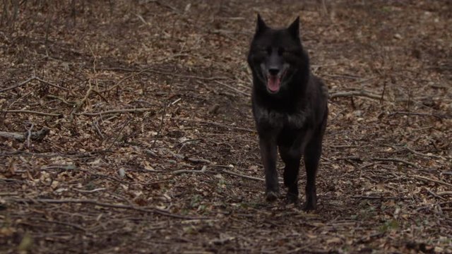 Schwarzer Wolf Z&auml;hne fletschend im Wald in Slow Motion gefilmt mit RED Scarlet-W