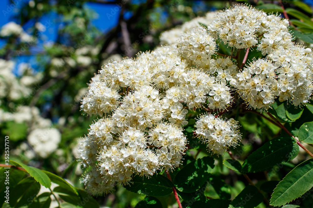 Poster branch of a white flowering mountain ash closeup