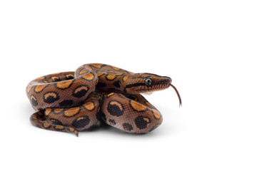 The rainbow boa, snake isolated on white background