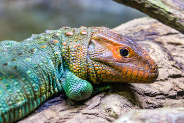 The Northern caiman lizard lies on the trunk. 
It is a species of lizard found in northern South America.
The body of the caiman lizard is very similar to that of a crocodile. 