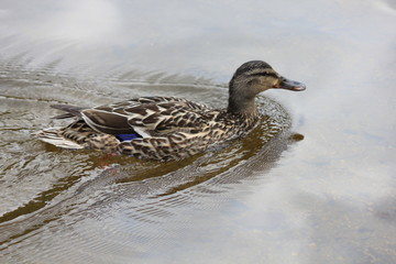 Duck