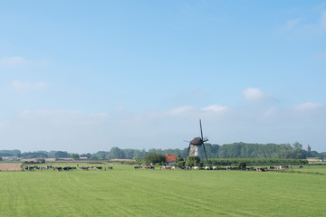 Fototapeta premium cows near old windmill in dutch countryside near Lienden in the netherlands